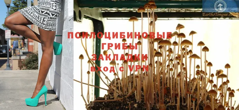 даркнет сайт  Багратионовск  Псилоцибиновые грибы Psilocybe 